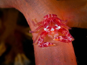 Soft coral red crab on pose by Alex Varani 
